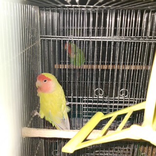 コザクラインコ里親募集