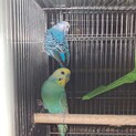 セキセイインコペア里親募集中