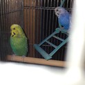セキセイインコペア里親募集中