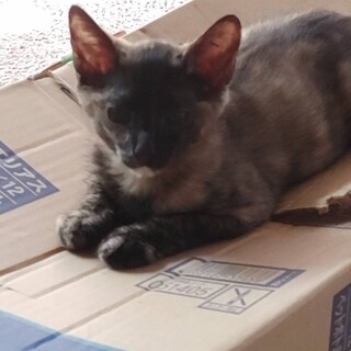 怖がりで動きが俊敏なサビ猫ちゃん