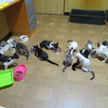 3匹のお母さんが産んだたくさんの仔猫たち