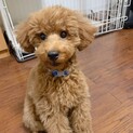 トイプードル  男の子♂ レッド  テディくん