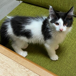 抱っこ大好き♡ミツくん《7/25譲渡会参加》