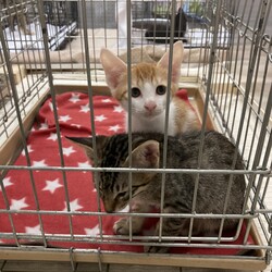 「子猫お見合い会開催いたします❣️」サムネイル2