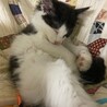 抱っこ大好き♡ミツくん《7/25譲渡会参加》 サムネイル4