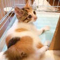 猫も犬も好きෆ⃛ポルテちゃん