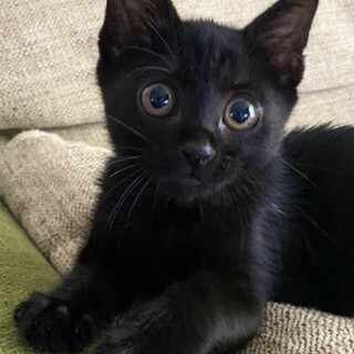 ずっとお膝で甘えていたい黒子猫