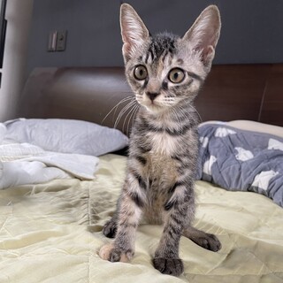 助けてください！エイズキャリアの仔猫