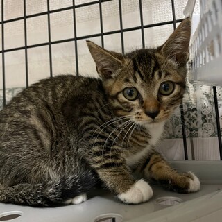 ゴロゴロの甘えん坊男子★せんくん