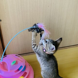 飼いやすさ抜群の子猫