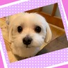 ふわふわあんたん