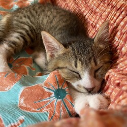 おチビさんたち 暑い！