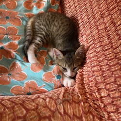 「おチビさんたち 暑い！」サムネイル2