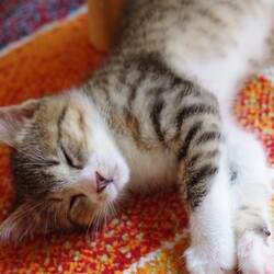 「おチビさんたち 暑い！」サムネイル3