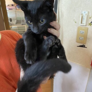 黒猫男の子　里親決定!!