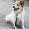 急募・雑種♀白茶 サムネイル4