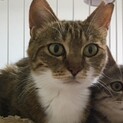 里親決定！お母さん猫『おこげちゃん』避妊済み