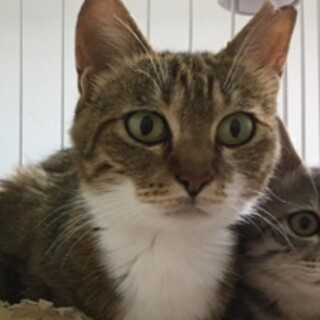 里親決定！お母さん猫『おこげちゃん』避妊済み