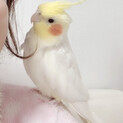 オカメインコ まだまだ2歳の若鳥 ♂