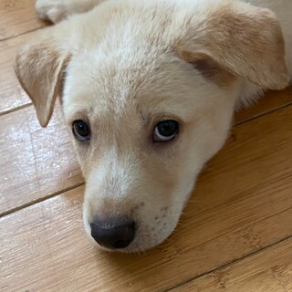 野犬の子供とは思えないほど人懐っこいカイル君です