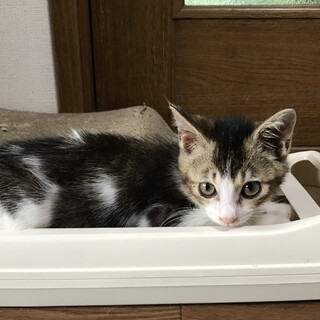 生後3ヶ月元気いっぱいトワ君