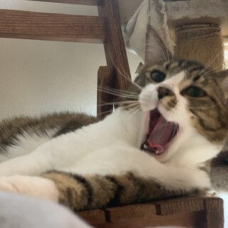 もったりボディにふとみじかいあんよな甘えんBOY