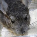チンチラ（グレー）の里親募集