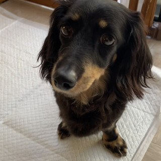 ちょっぴりシャイなダックスのなぎちゃん