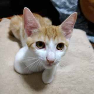 りんご５兄妹　好奇心旺盛な きおう♂