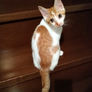 りんご５兄妹　おしゃべりさんな 　むつ♀