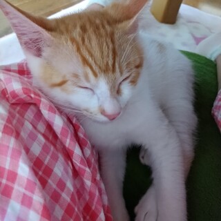 りんご５兄妹　しっぽクルン♪な 　おうりん♂