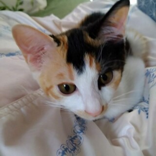 りんご５兄妹　マイペースな三毛猫 　つがる♀