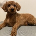 かわいいお顔のプードルくんです！