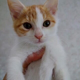 数字シリーズ第６弾　探検大好き♪　せいか♀