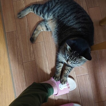 スリッパが好きなあおちゃん。そっと添えてる笑