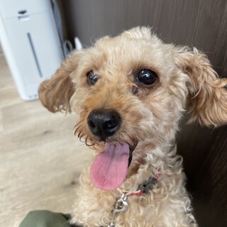人が大好きトイプードルのドリーちゃん