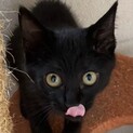 エンジェルマーク☆黒猫りんちゃん❣️