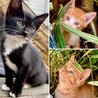 毛色いろいろ子猫ちゃん。ちび猫残り3匹 サムネイル2