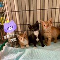 毛色いろいろ子猫ちゃん。ちび猫残り3匹