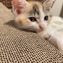 ☆小さくて可愛い三毛白の女の子をもらってください☆