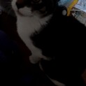 至急お願いします。成猫 雑種 ♂ 