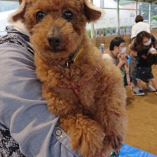 とっても飼いやすい穏やかおじいちゃんプードル