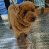 とっても飼いやすい穏やかおじいちゃんプードル サムネイル2