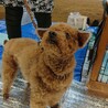 とっても飼いやすい穏やかおじいちゃんプードル サムネイル3
