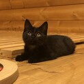 黒猫のウニ坊 4ヶ月 穏やかなゴロすりさんです