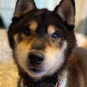 温和な柴犬シニアの男の子　定春です