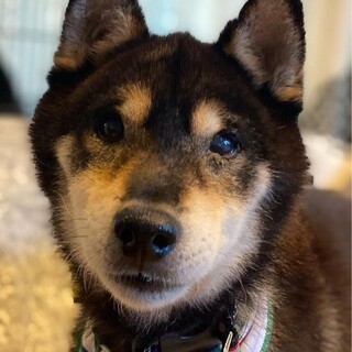 温和な柴犬シニアの男の子　定春です