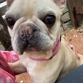 トライアル決定の為、一旦募集を停止致します。