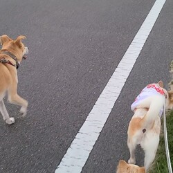 お友達犬と一緒に散歩