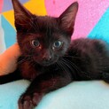 推定約2ヶ月　慣れ慣れ黒猫　黒みつ君